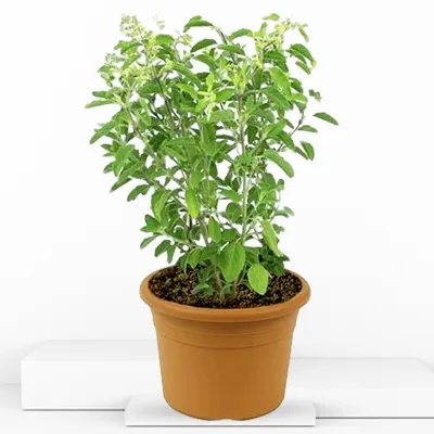 Tulsi Plant